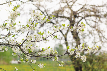 Beautiful flowering plum tree branch in the spring garden, soft focus