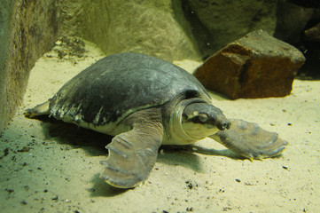 pig-nosed turtle (Carettochelys insculpta) under water