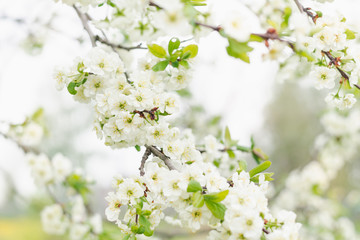 Plum tree branch with white flowers in spring orchard,  selective focus