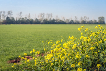 Yellow flowering rapeseed on the edge of a Dutch meadow