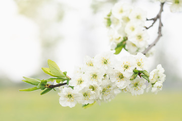 Plum tree branch with white flowers in spring orchard