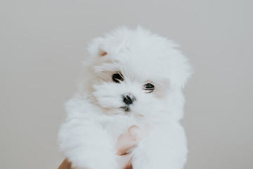 Cute Dog