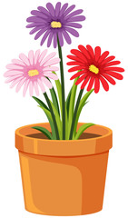 Pot of colorful flowers on white background