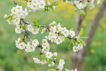 Flowering plum tree branch in the spring garden, soft focus
