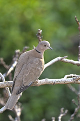 Eurasian Collared Dove (Streptopelia decaocto), Greece