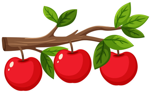 Red apples on wooden branch on white background