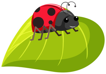 Obraz premium One ladybug on green leaf on white background