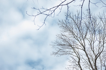 Bare trees in winter spring autumn in forest woods park. Natural mysterious background. Dark brown and black branches in front of blue sky with white and grey clouds. Dull cloudy cold weather.