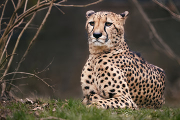 Close up of a cheetah resting between trees