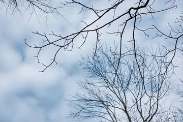 Bare trees in winter spring autumn in forest woods park. Natural mysterious background. Dark brown and black branches in front of blue sky with white and grey clouds. Dull cloudy cold weather.