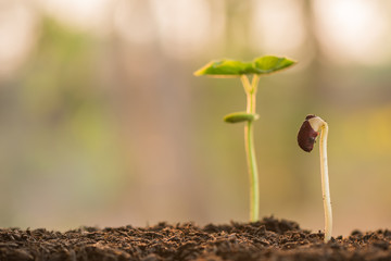 plant growing in morning light green nature bokeh background, new life, business financial progress cultivation. agriculture, horticulture. plant growth evolution from seed to sapling, ecology concept