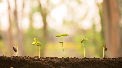 plant growing in morning light green nature bokeh background, new life, business financial progress cultivation. agriculture, horticulture. plant growth evolution from seed to sapling, ecology concept