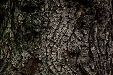 A part of old tree stem, covered with brown bark and green moss in forest woods in winter. Bare tree. Natural texture background