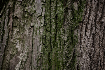 A part of old tree stem, covered with brown bark and green moss in forest woods in winter. Bare tree. Natural texture background