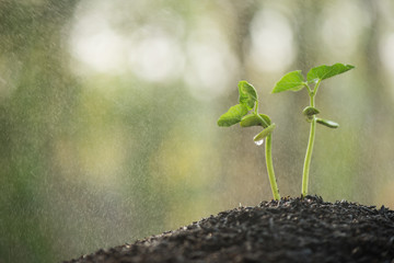 green seedling growing on the ground in the rain. from the rich soil to the green nature bokeh background, new life growth ecology business financial progress, early seedlings grown from seeds.