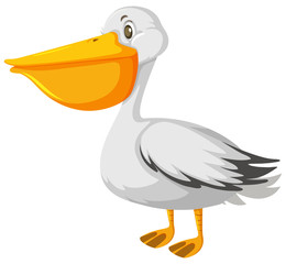 One pelican bird on white background