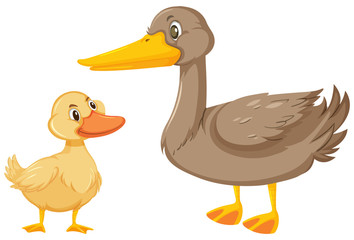 Two ducks on white background