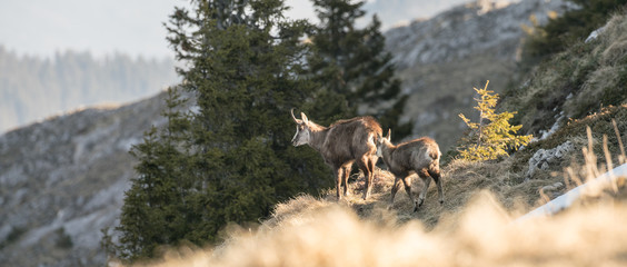 Naklejka premium chamois