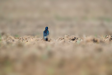 Starling on a field in spring season