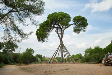 The Xandri pine tree in Sant Cugat, Catalonia, Spain