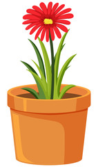 One red flower in clay pot on white background