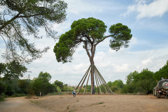 The Xandri&nbsp;pine tree in Sant Cugat, Catalonia, Spain
