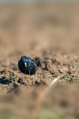 Starling on a field in spring season