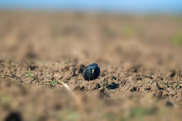 Starling on a field in spring season