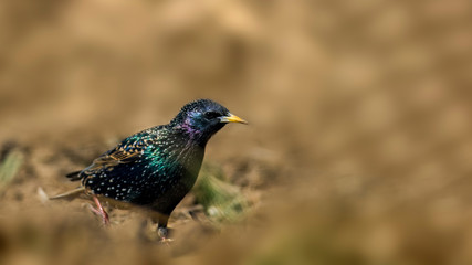 Starling on a field in spring season