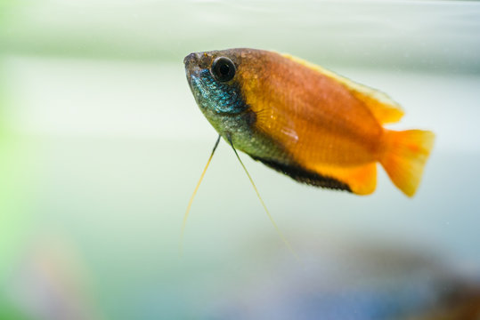 Honey gourami Trichogaster chuna tropical aquarium fish in fish tank. Colorfull male fish. Aquaria concept