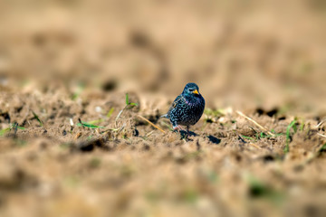 Starling on a field in spring season