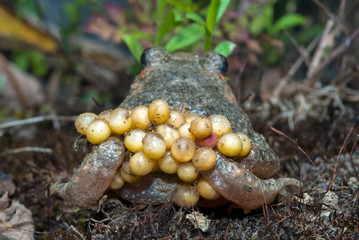 Common midwife toad / Geburtshelferkröte (Alytes obstetricans) 