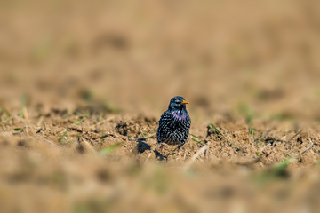 Starling on a field in spring season