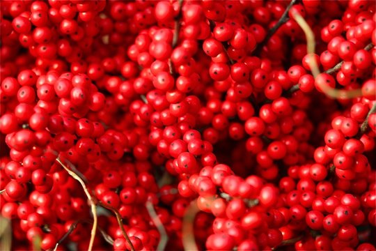 Rowan red berries