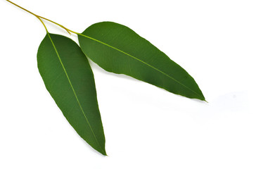 Eucalyptus leaves isolated on white background. Clipping path