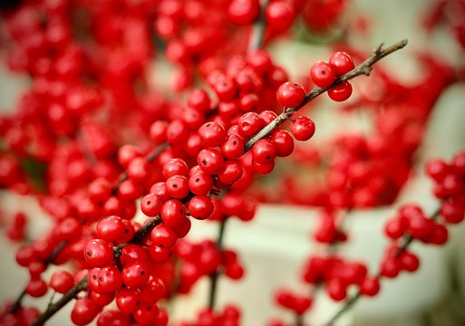Rowan red berries