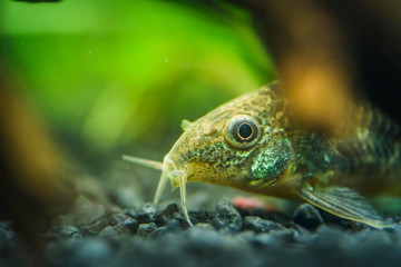 Small catfish Corydoras frontal closeup with blurred background. Selective focus.