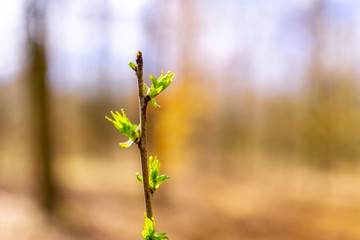 Green budding Tree in light forest