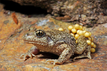Common midwife toad / Geburtshelferkröte (Alytes obstetricans) 