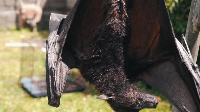Large Flying Fox Pteropus vampyrus Hangs Out of a Branch. Huge Bat from Asia