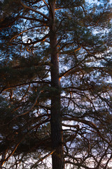  The tall pine tree is lit by the setting sun. Through the branches of a pine blue sky is visible.