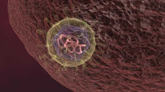 An animation of the COVID-19 Virus attacking a cell by injecting RNA, thus replicating.
