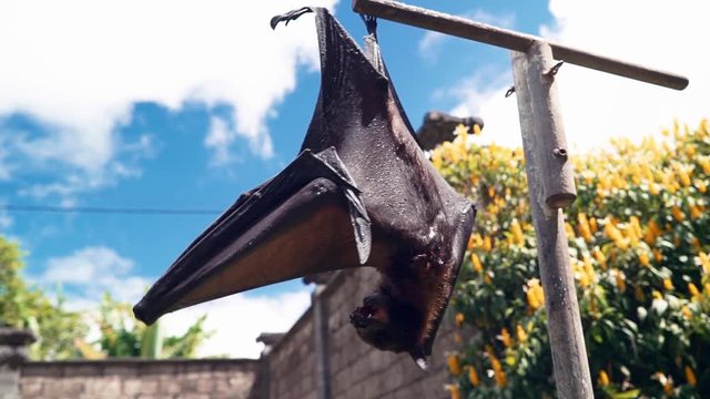 Large Flying Fox Pteropus vampyrus Hangs Out of a Branch. Huge Bat from Asia