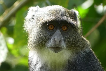 Diadem Monkey 