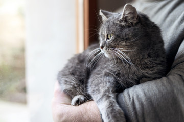Close-up portrait of man who is holding his cute and fluffy cat. Pets and lifestyle concept.