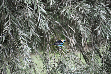 Beautiful Golden-hooded Tanager perched on a branch