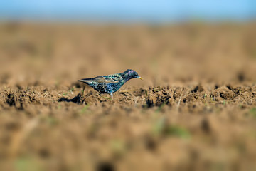 Starling on a field in spring season