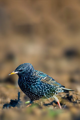 Starling on a field in spring season