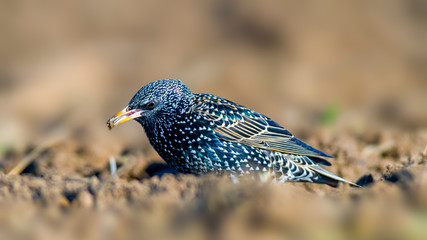 Starling on a field in spring season