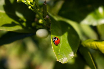 Love bug ladybug on a leaf spring